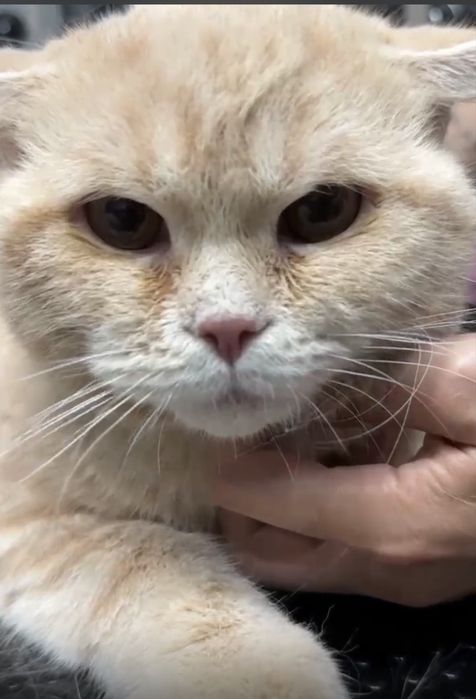 Отдам шотландского кота