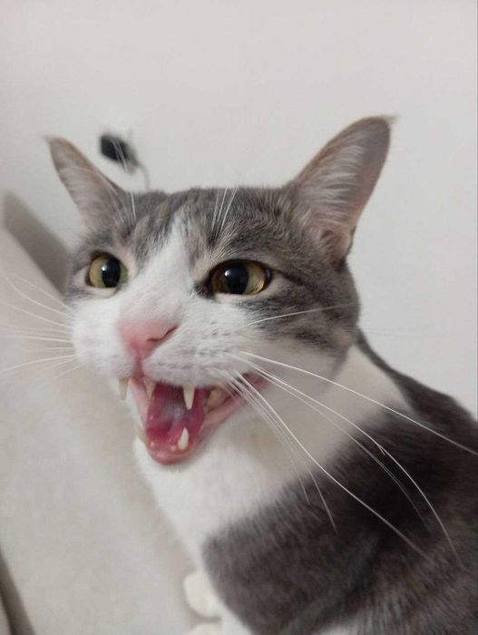 Отдам даром своего кота