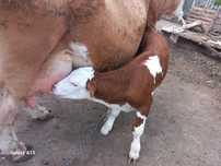 Vaca si vitel de vanzare