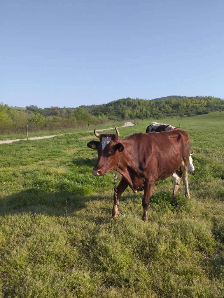 Vând jurinci la prima fătare