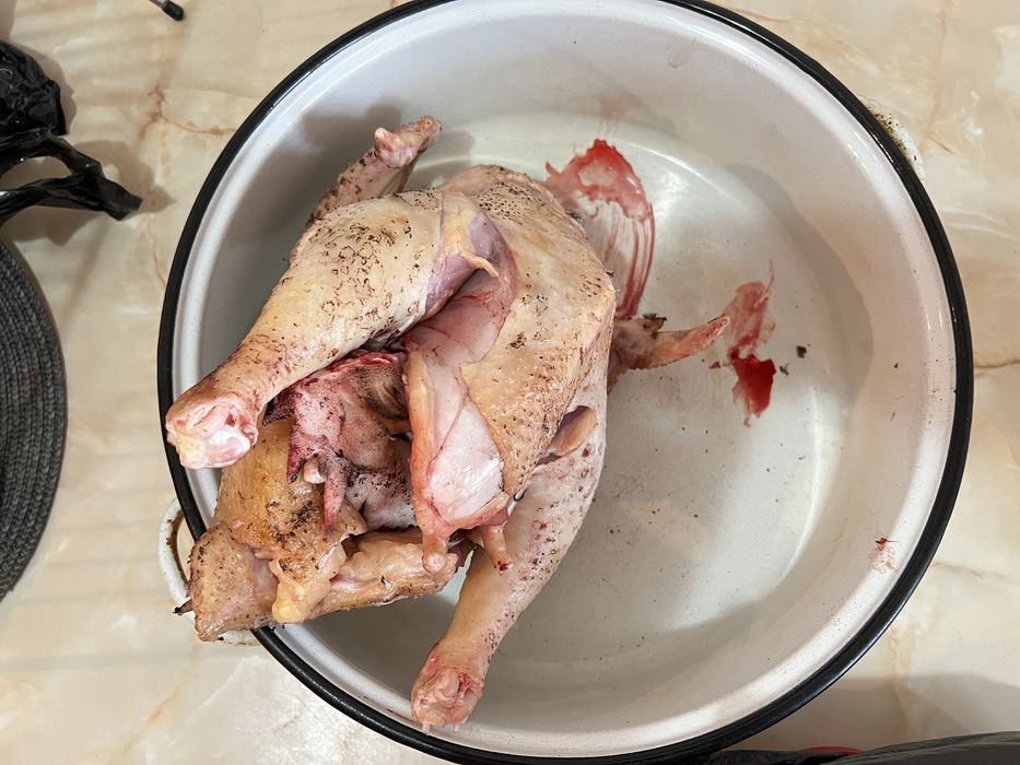 Pui si oua de țară. Pasari hranite 100% cu cereale