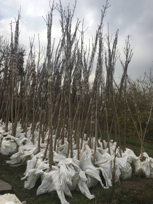 Archa sasna tuya majvenik sotiladi