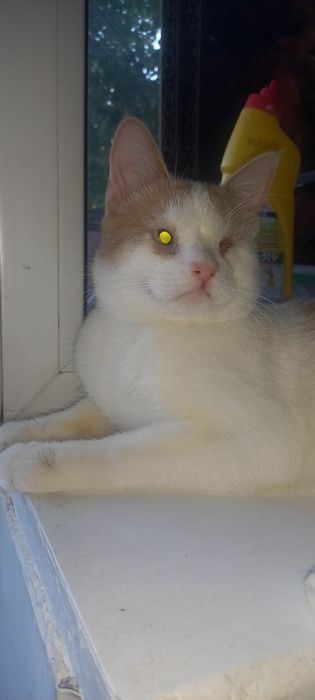 Отдам котёнка в добрые руки