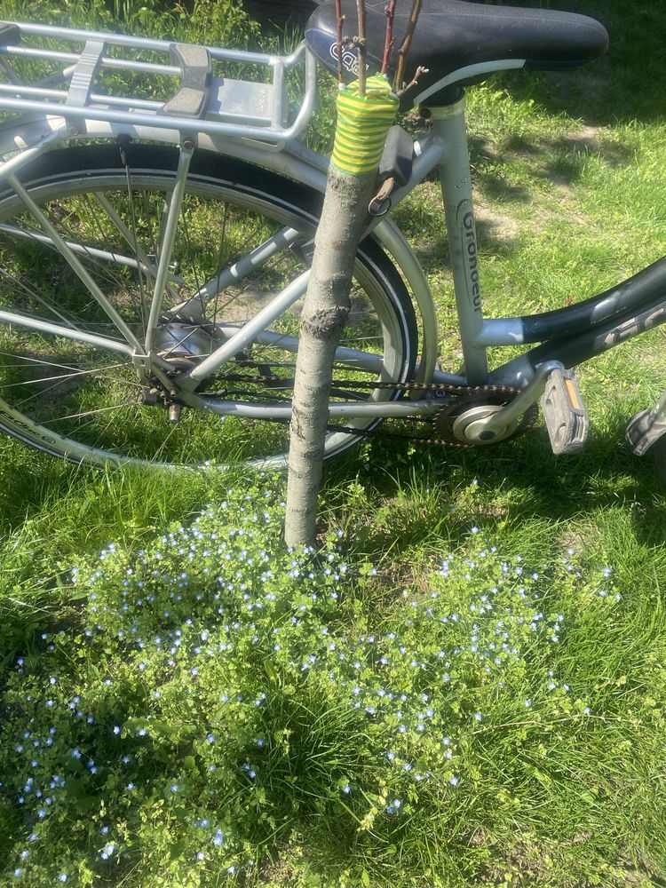 Bicicleta dama tip olandeza