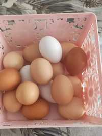Продавам пресни домашни яйца