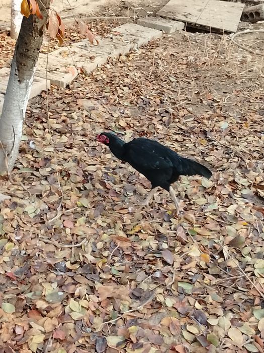 Дакан 5та зотли даканла