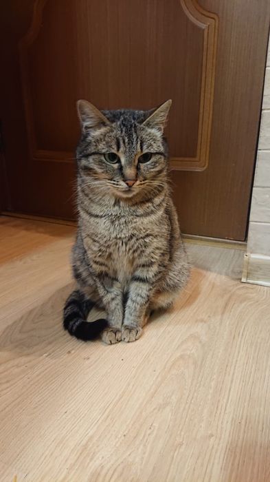 Кошечка красавица