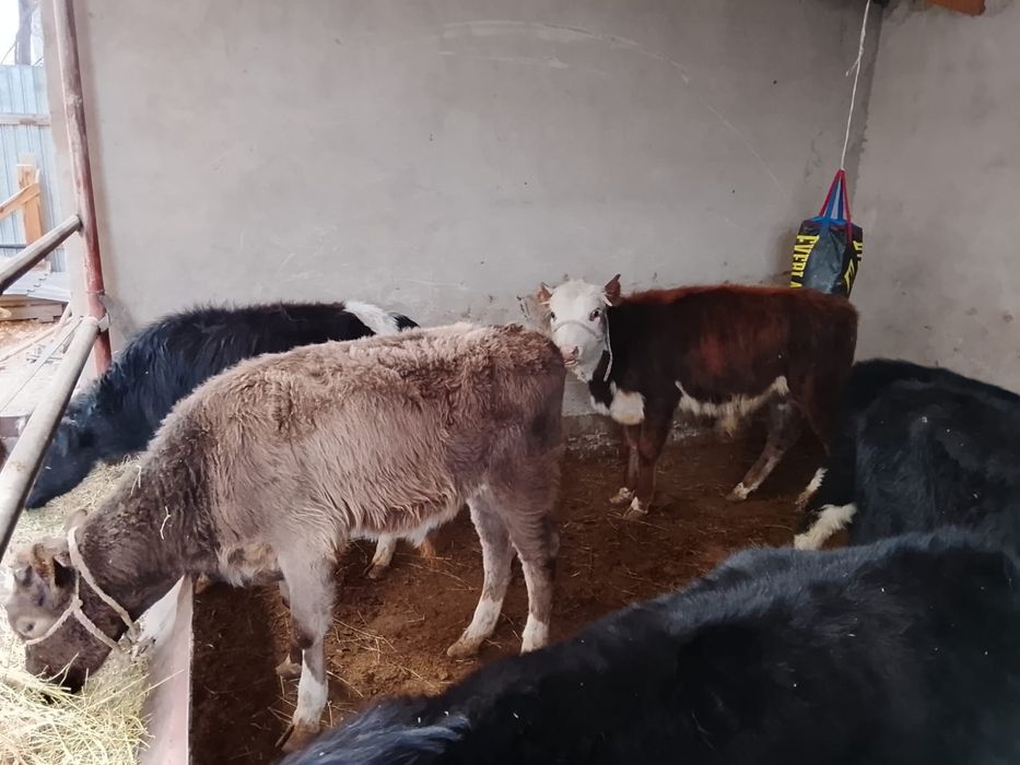 Продается бычки. 8 голов