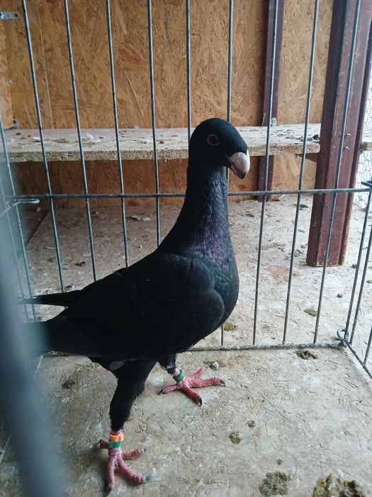 Voiajori germani de frumusețe