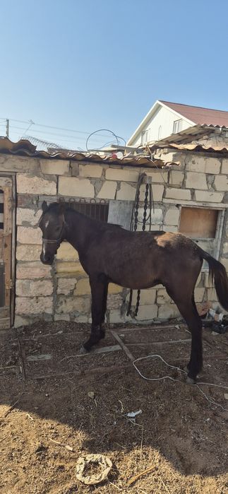 Тай сатылады 280000