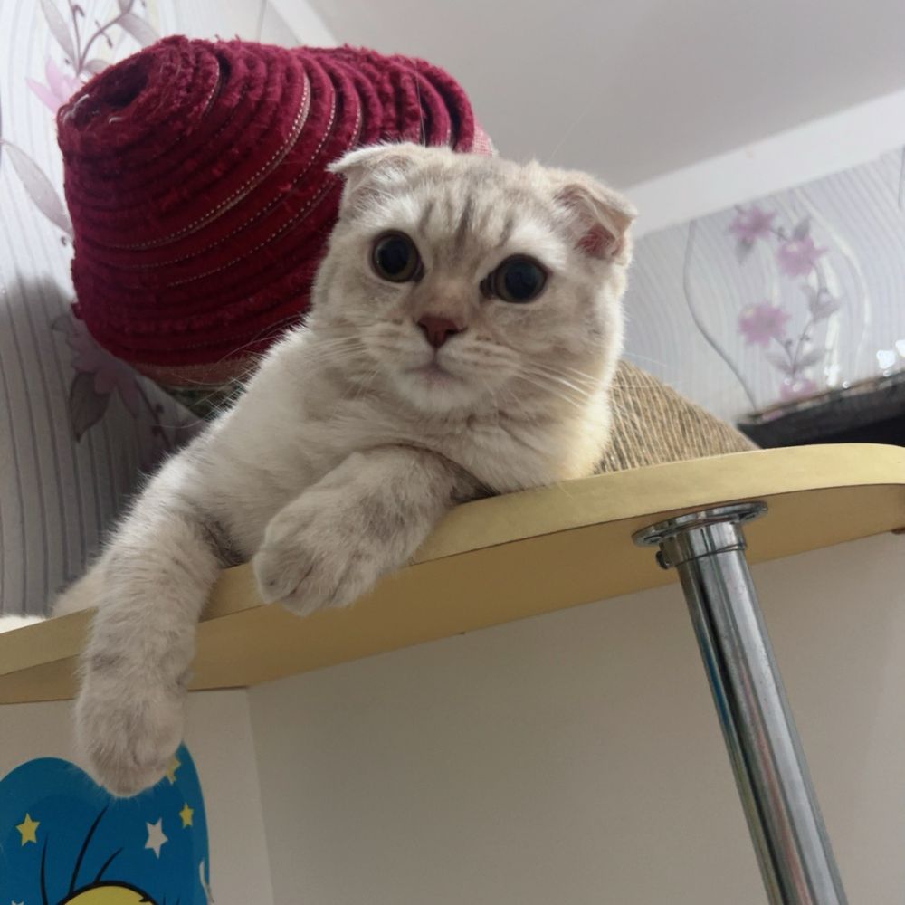 Продаю срочно :котенка мальчика Британской породы [5 месяцев]