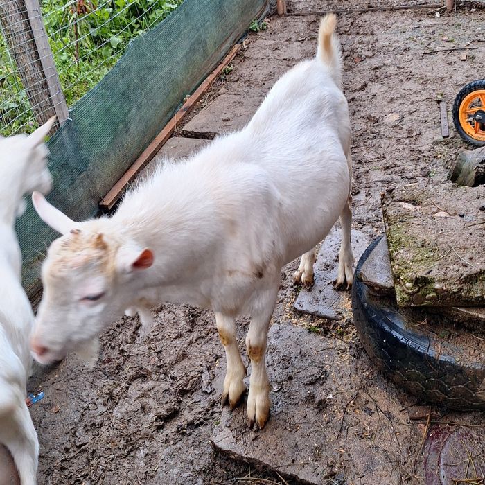 Vând țap rasa sannen