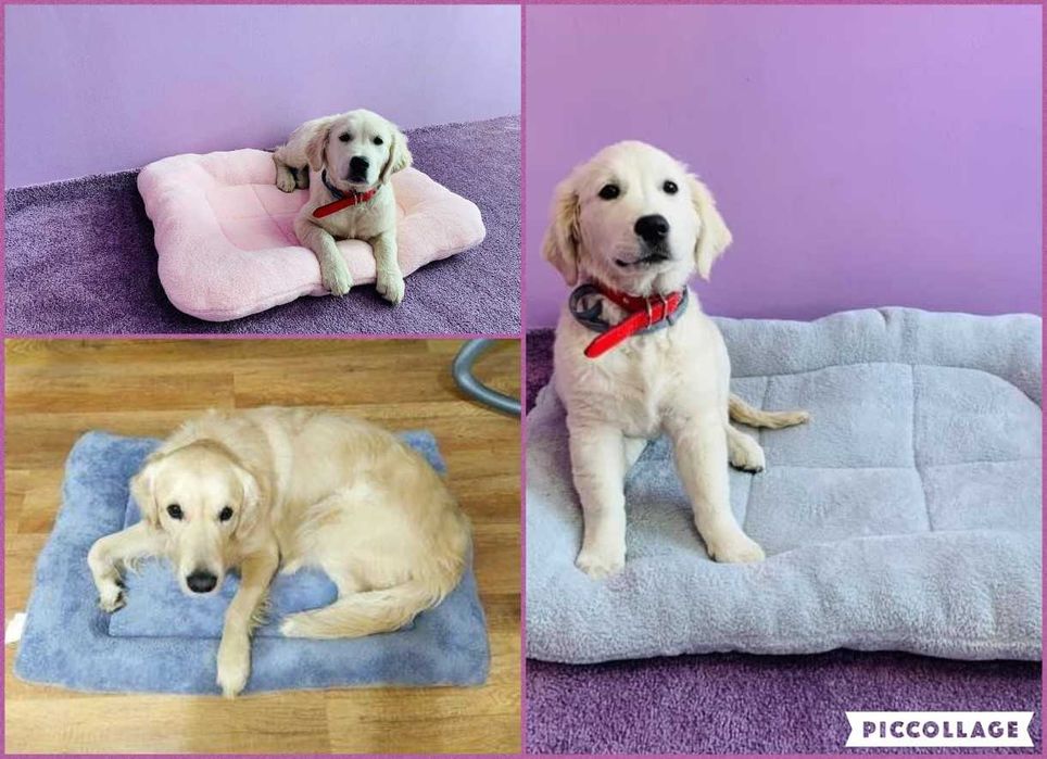 Плюшено легло за куче , кохавлия