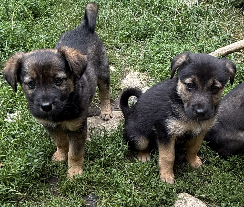 Donez catelusi talie medie, 7 saptamani, metisi