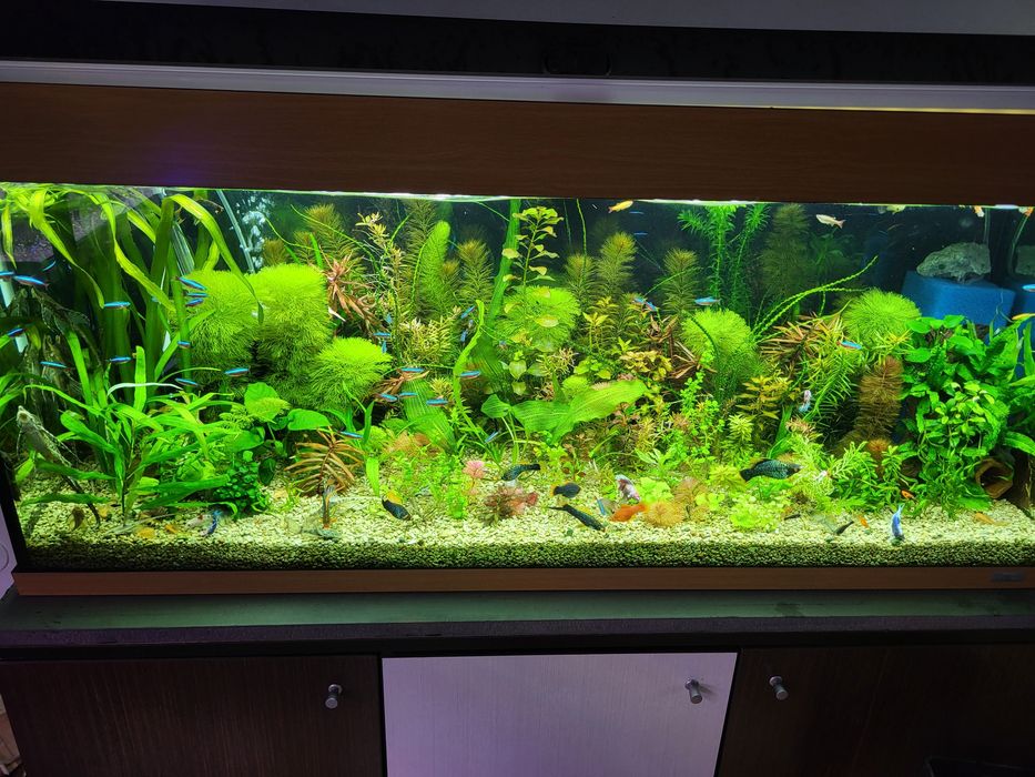 Vând plante de acvariu