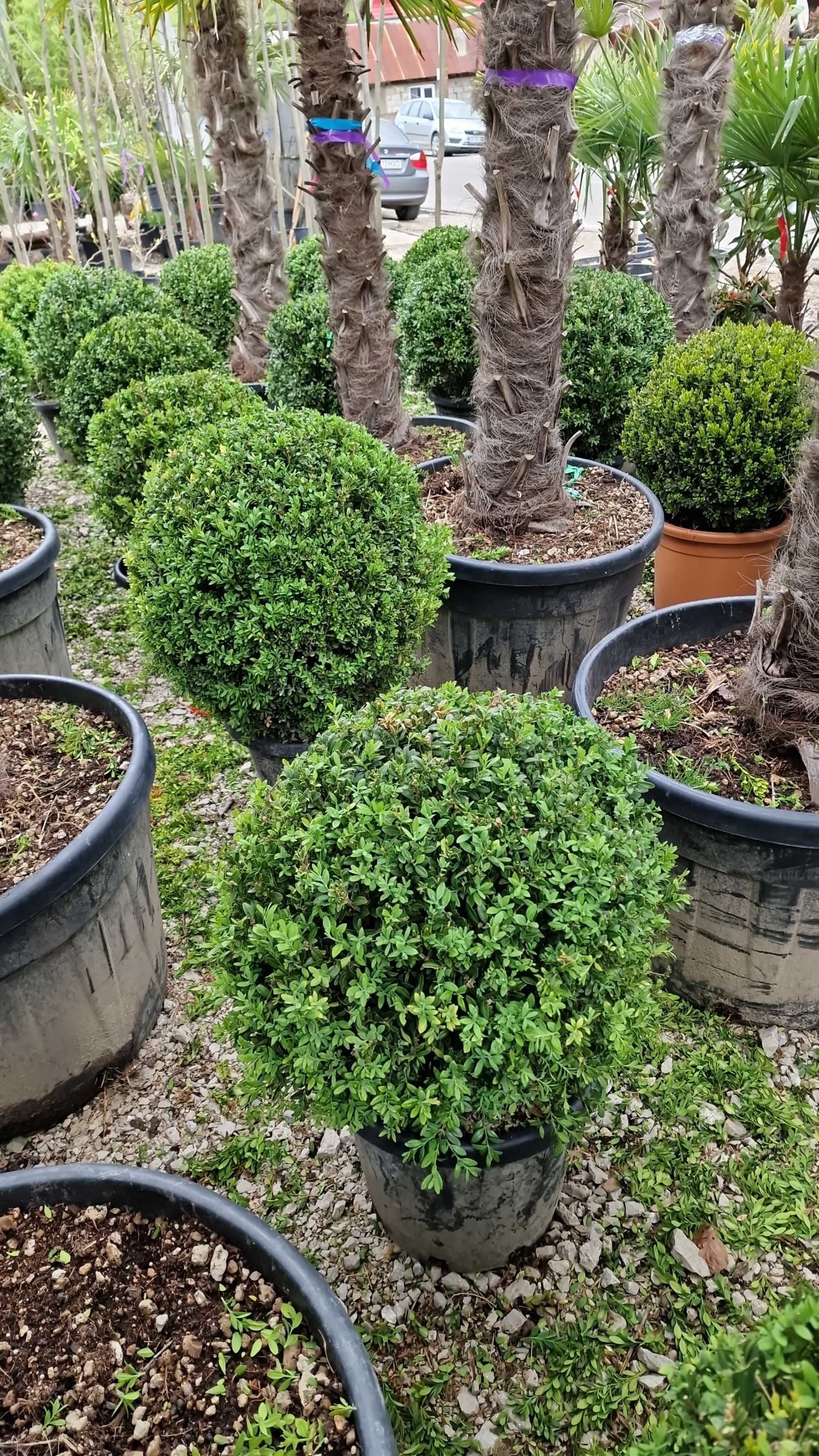 Buxus Tufa Calitate Extra