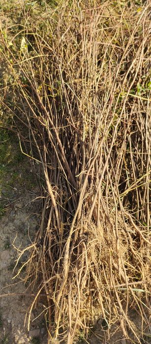 Puieți salcâm frasin mesteacăn fag carpen tei