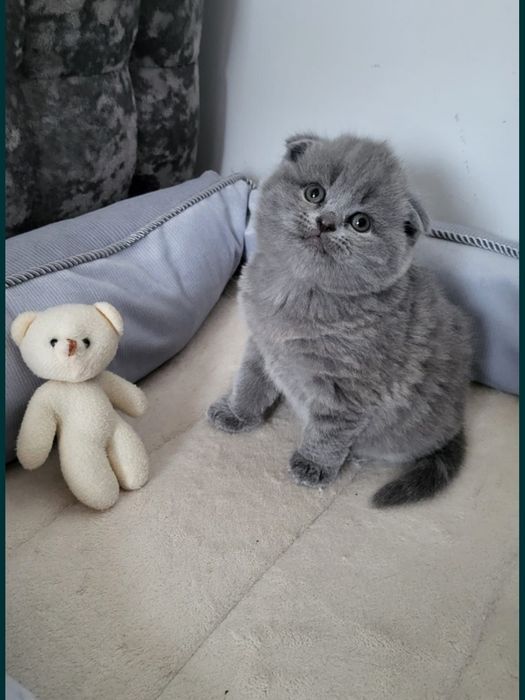 Fată Scottish Fold Blue shorthair . Asigur transport pedigree