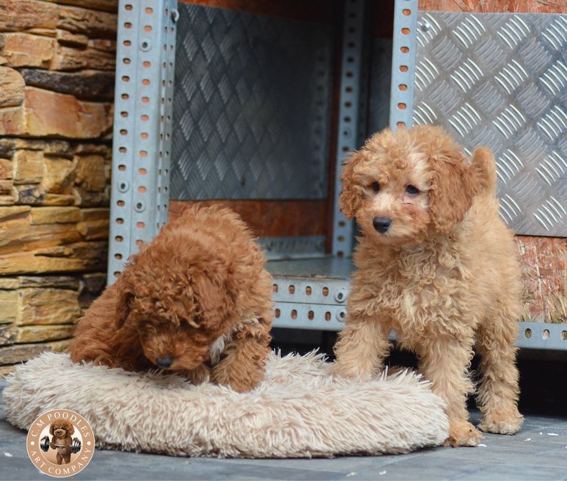 Poodle toy de vanzare