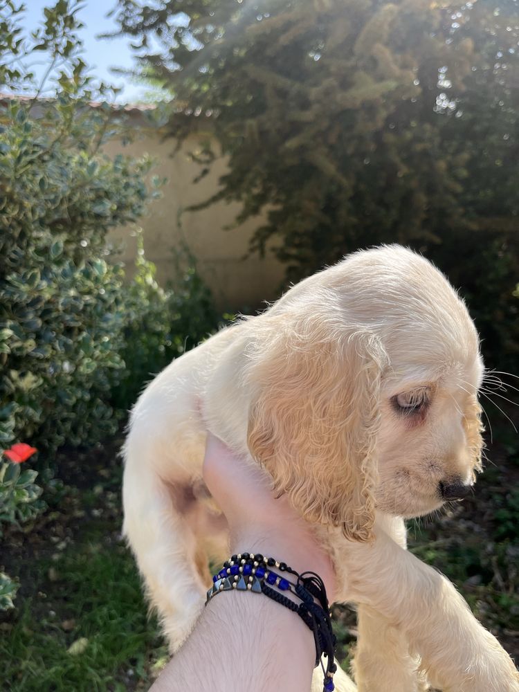 Pui Cocker Spaniel 2 luni