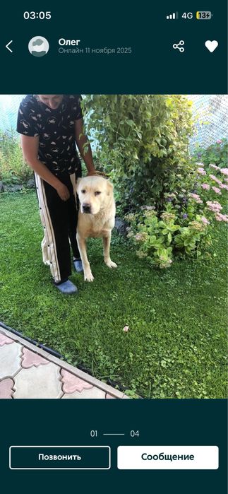 алабай кушігі сатылады