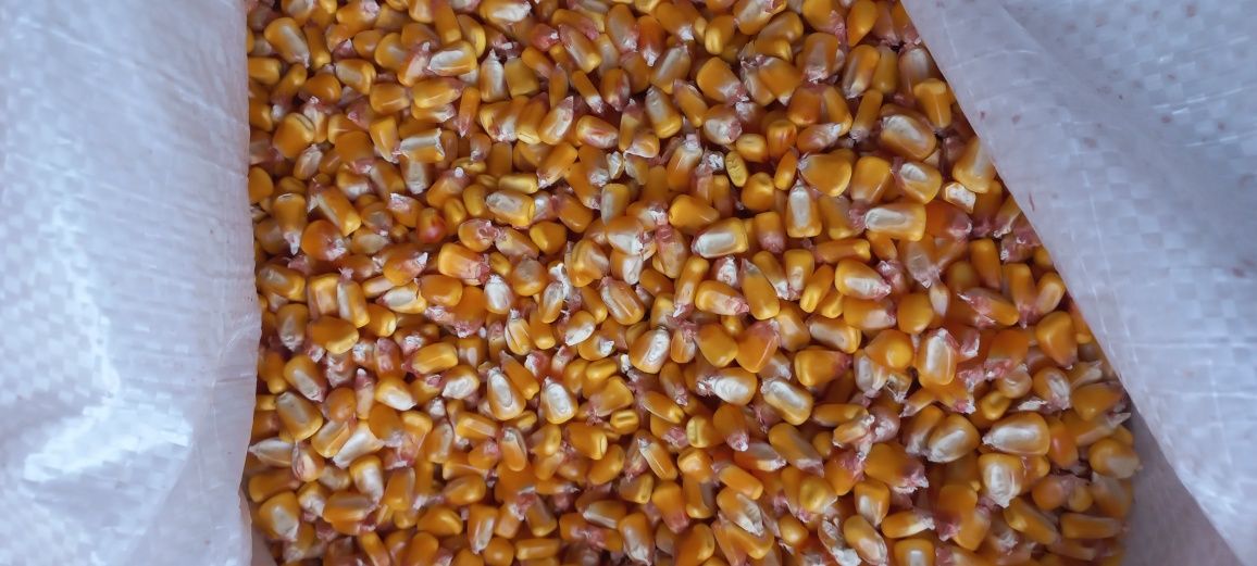 Porumb1,35 kg ,grau1,25kg,orz,mazare,floare,uruiala,tarate