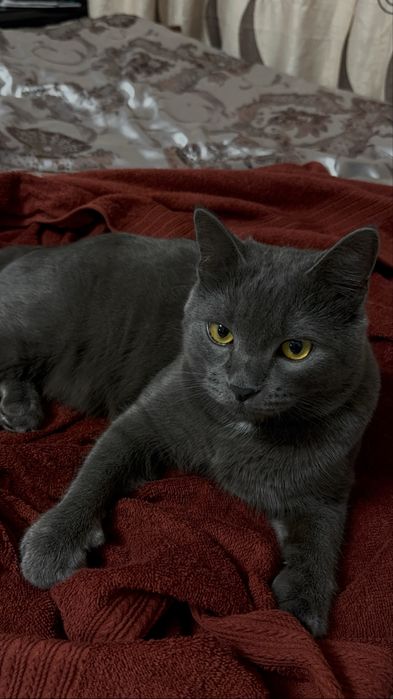 кот в хорошое руки