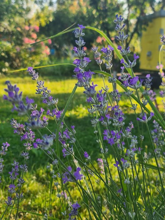 Polen albine,  crud, selectat, producție 2025