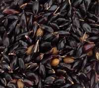 кинельскаая 100 семена суданка РС1 высший сорт очищенные в мешках