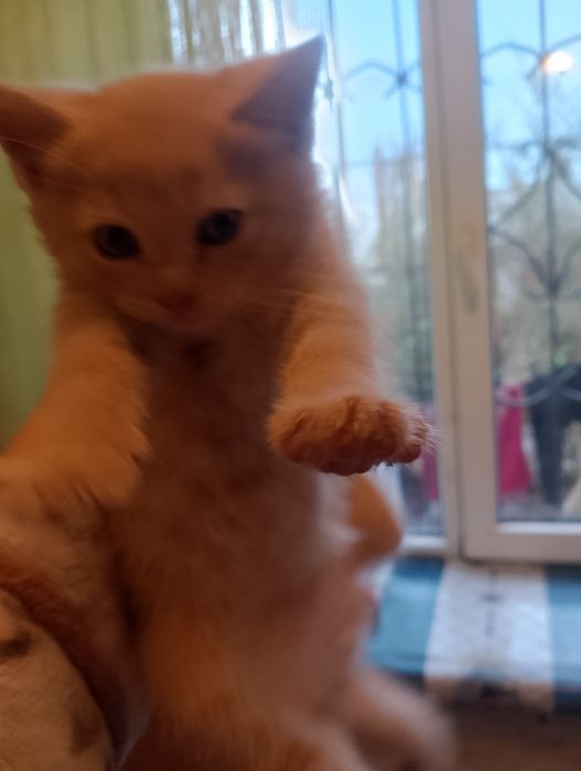 Котята бесплатно
