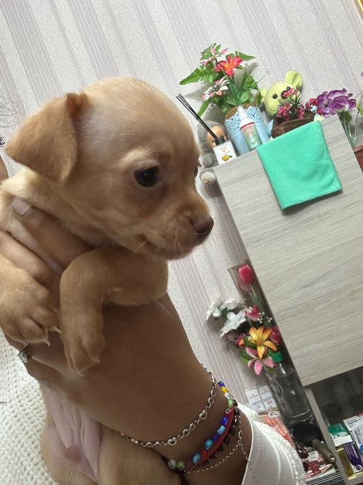 Продавам сърнисти пинчери