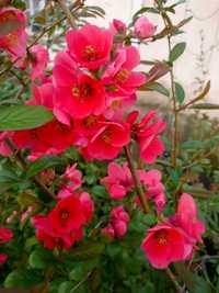 Planta-Floare: Trandafir Japonez Siclam