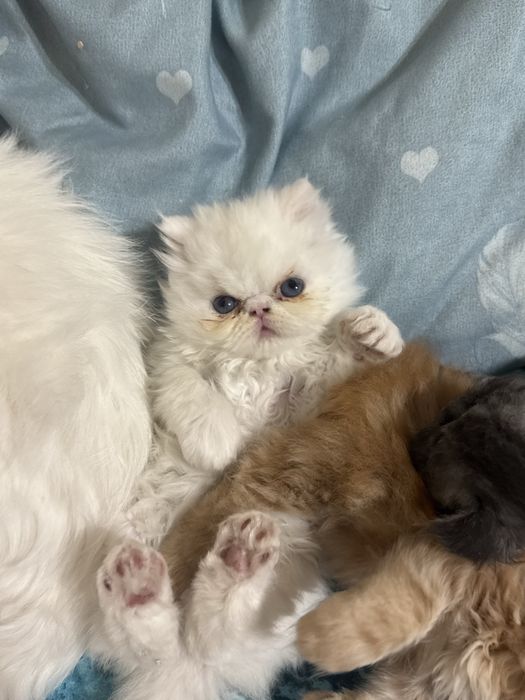 Pui pisică persană