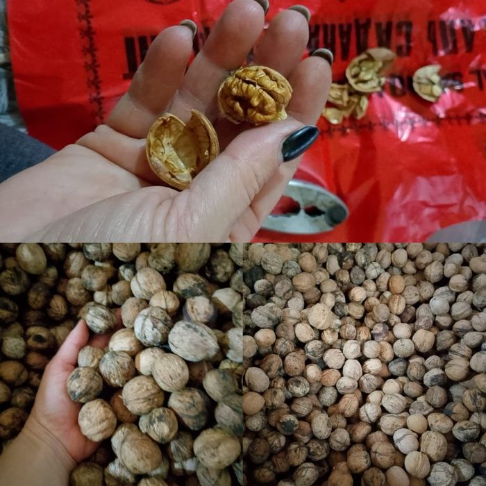 Орехи грецкие 2025г