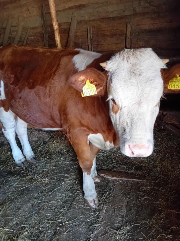 Vând vacă și o vitea de 1 an.Trâmpoiele  jud alba