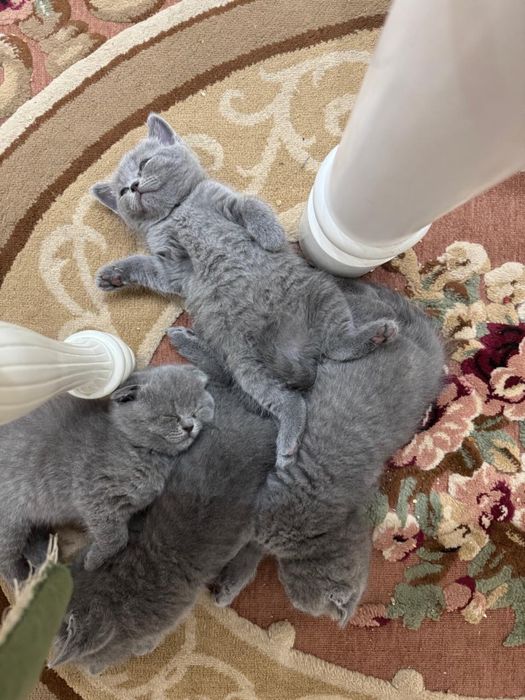 Котята Британские