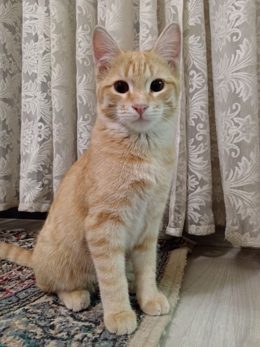 Кот по имени Рыжий.