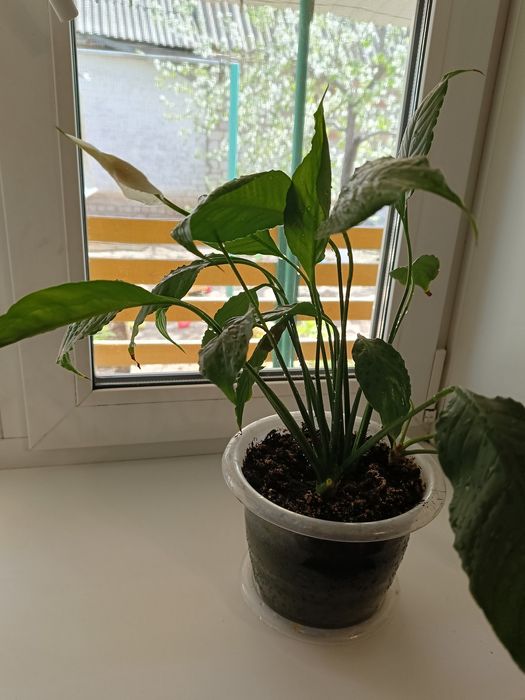 Продам цветок "Женское счастье".2000 тенге.