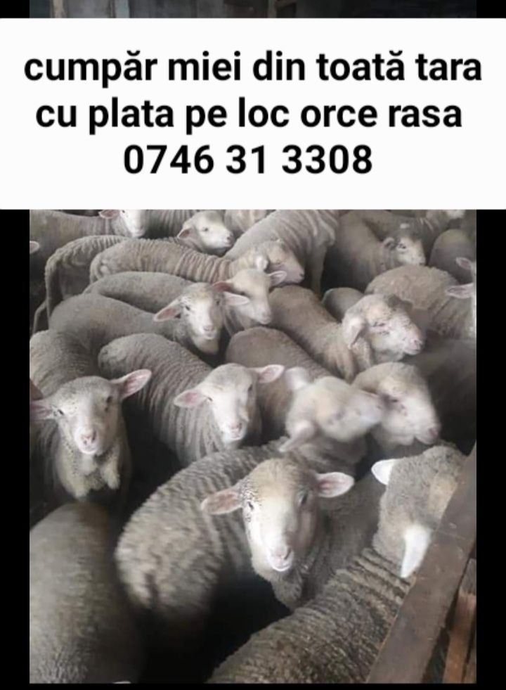 Miei de lapte și cârlani luam