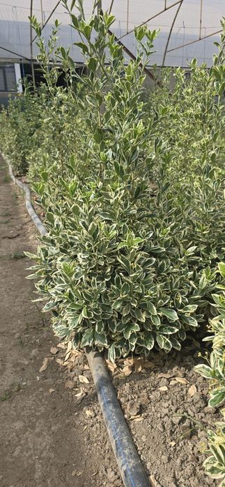 Sifatli shamshot gullari bor