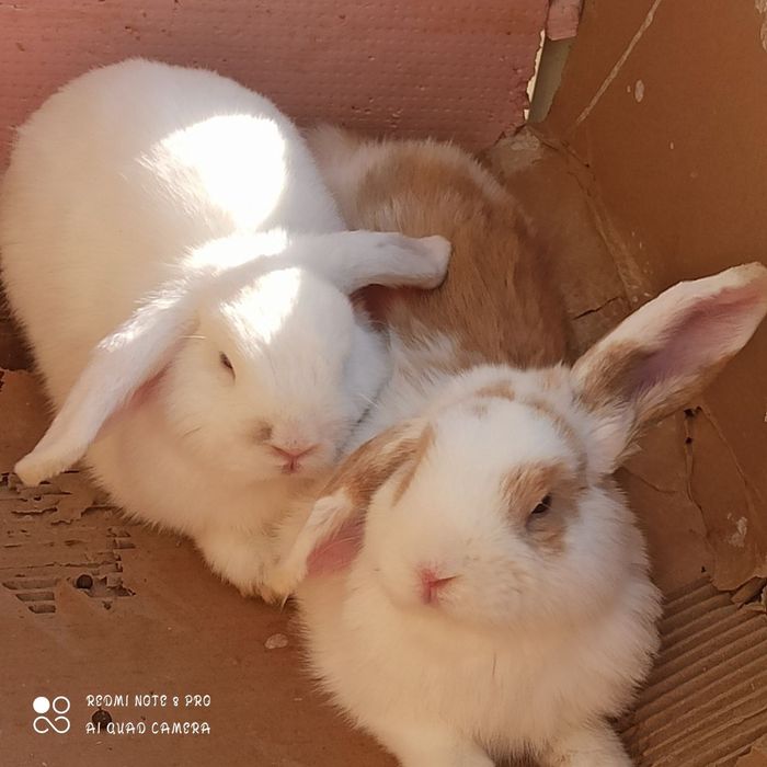 Quyonchalar sotiladi