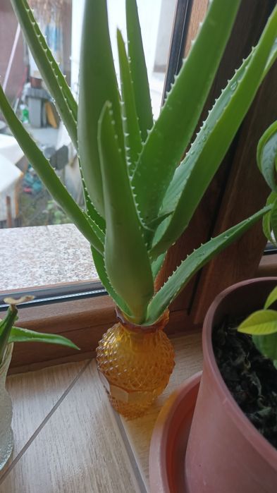 Aloe Vera plantä