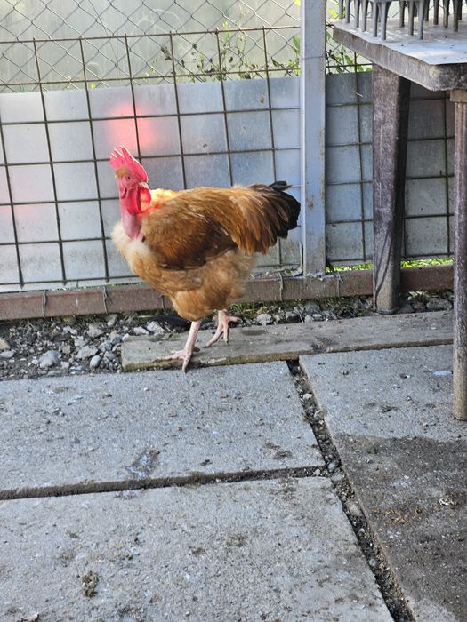 Cocoși gît golaș de Transilvania