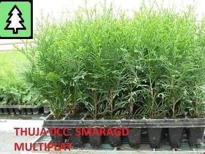 Tuia, Thuja Smaragd 1,5 ani, tuia, Danica, Gold,  0,18 EUR