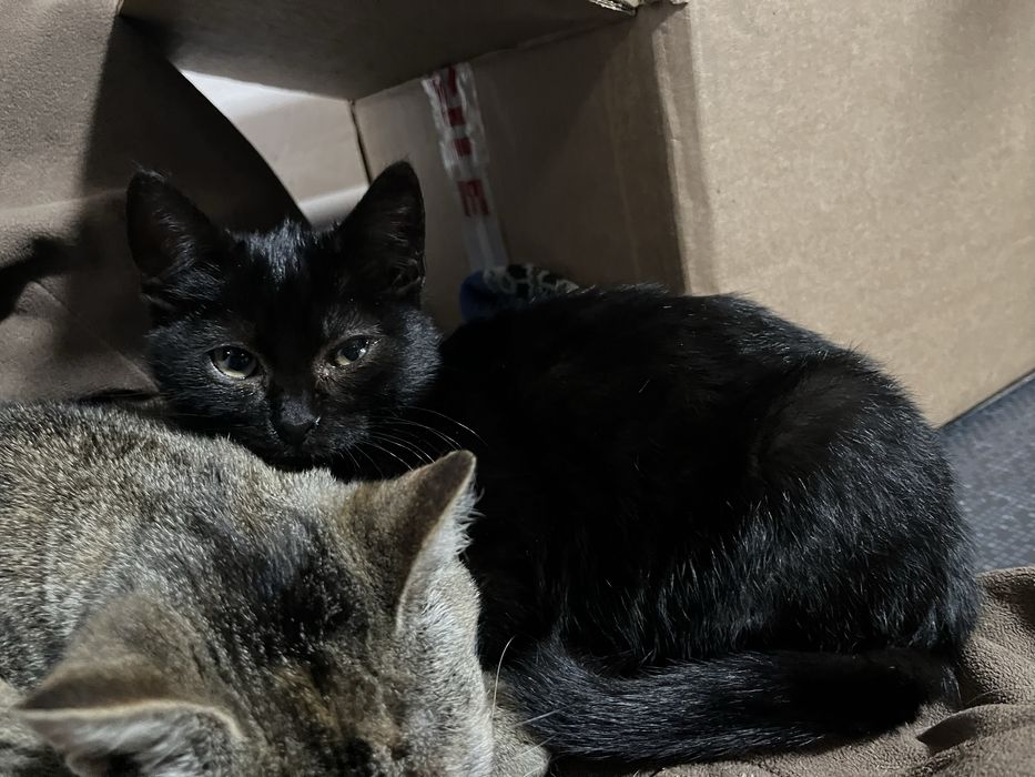 Pisicute spre adoptie