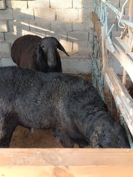 Qoʻchqor lar 2 ta kotta tetuk