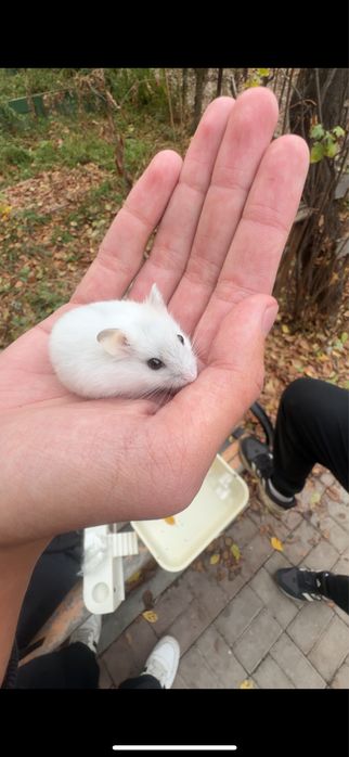 Джунгарский хомяк + Клетка + Корм + Опилки