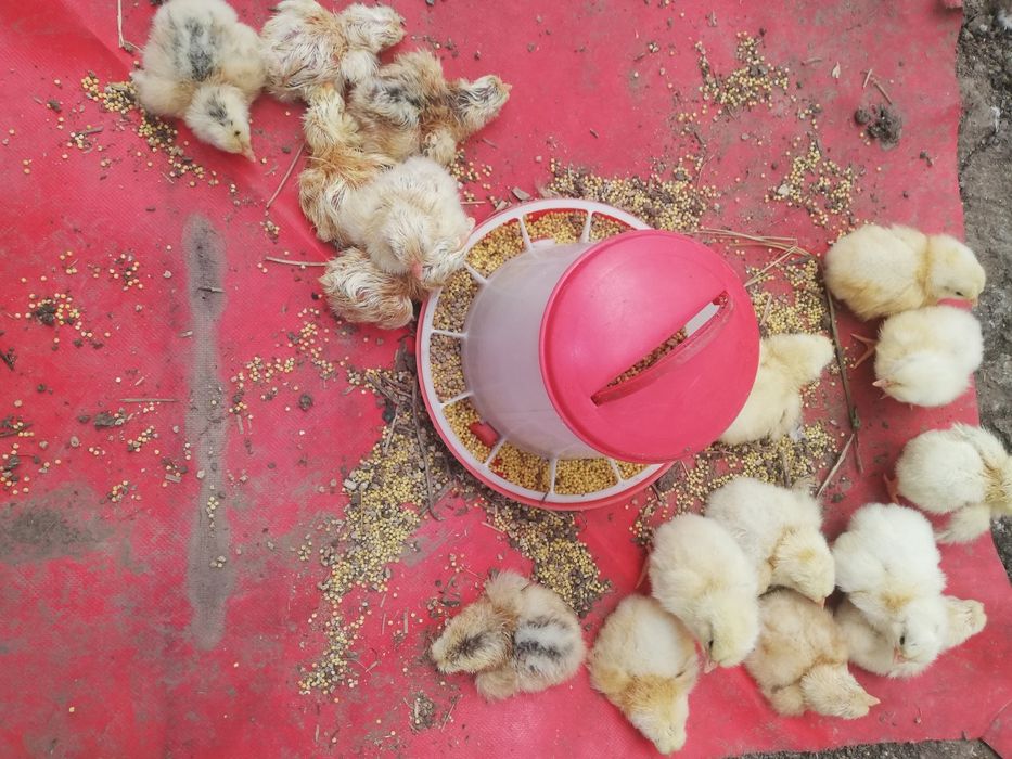 Цыплята, петухи смесь Загорская лососевая, Адлерская серебристая