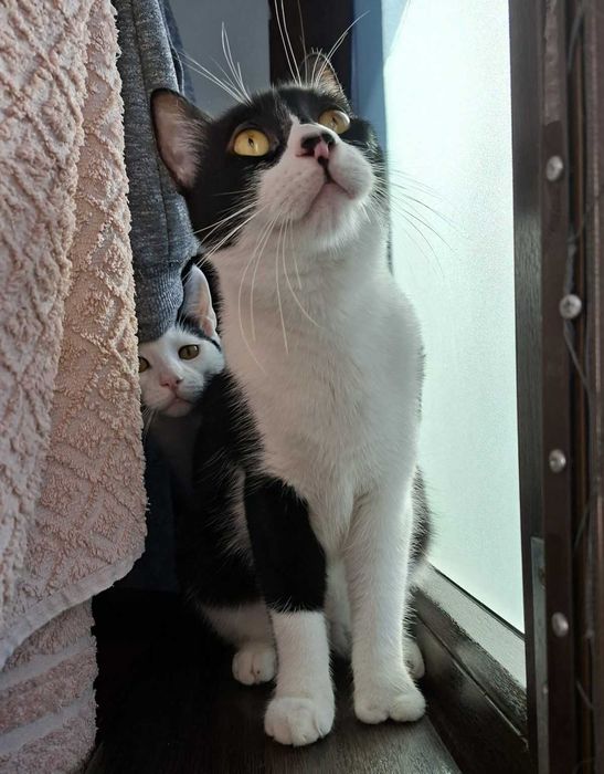 Adoptie pisica neagra castrata Seherezada