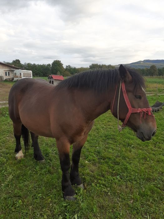 Vând mânză grea de 4 ani